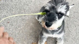 ماذا سيحدث إذا قلت للكلب بعد فك الحبل "لا أريدك بعد الآن"؟