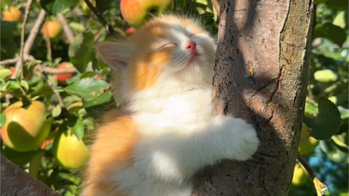 ขำตาย! ลูกแมวทั้งปีนต้นไม้ทั้งหลับไปด้วย...