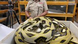 Separating the Eggs from the Mother Python