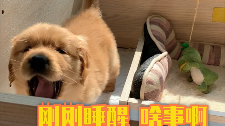 【Little Golden Retriever】Xiaonian is super cute and cuddly right after waking up—my heart just melts