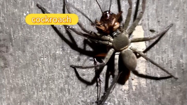 cockroach 🪳 vs arsola