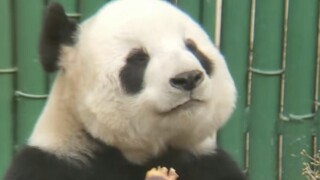Who is the representative of the high-level cute girls in the panda world (breaking voice)!!!