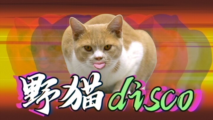 Phiên bản mèo hài hước của “Dã Lang Disco”: Mèo gợi cảm đọ rap trực tuyến!