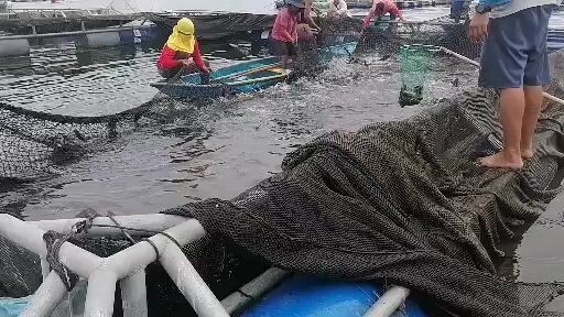 ganyan mag harvest ng tilapia batangas.