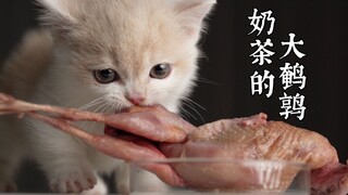 这才是猛男该看的猫片！带上耳机！