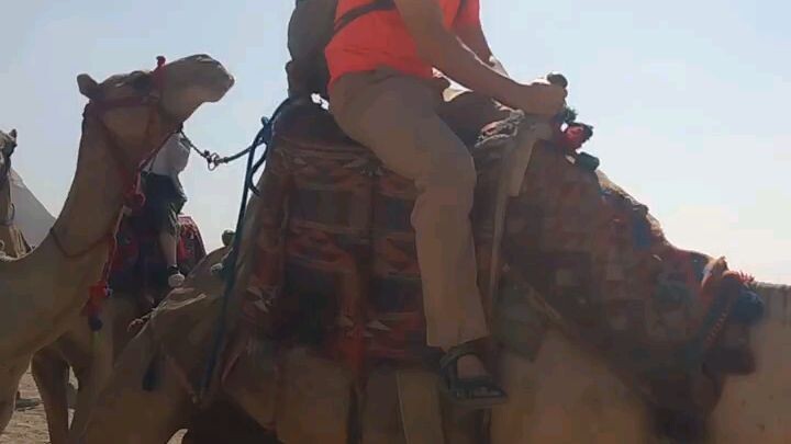 开罗一日游 ，金字塔，埃及博物馆和哈利哈丽丽市场