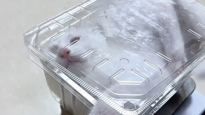 When you want to weigh a lively little kitten
