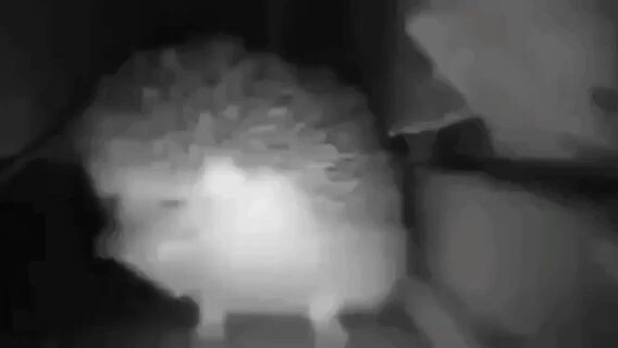 anh ti anh teo anh nao em cung quy