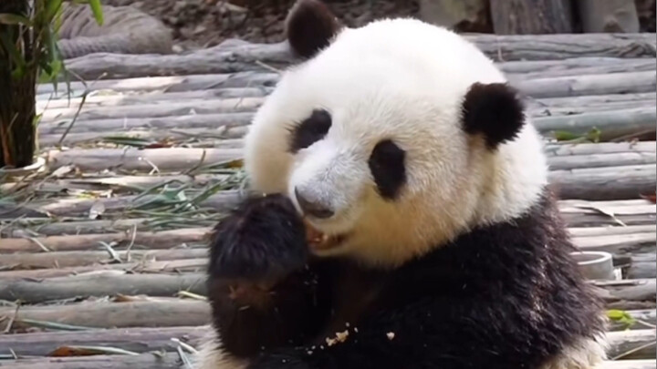 Hua Hua has improved; she can eat while continuing to hold on.