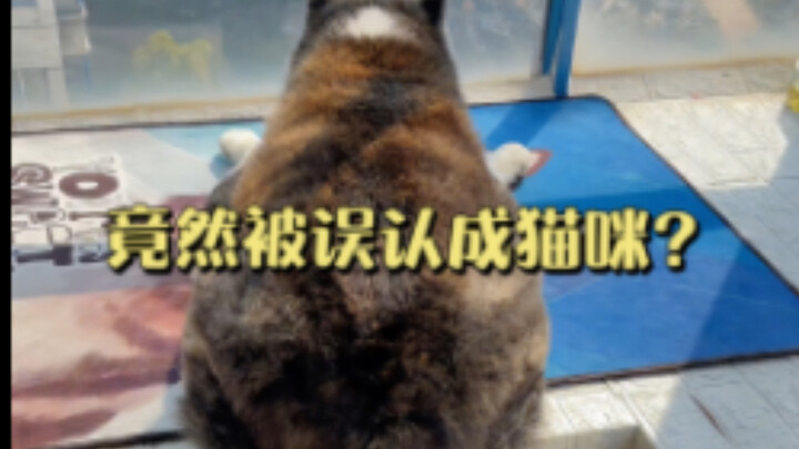 Kesalahpahaman besar! Orang lain mengira aku kucing?