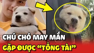 Chú chó MAY MẮN được anh tổng tài NGÔ LỖI đẹp trai cưu mang 😍 | Yêu Lu