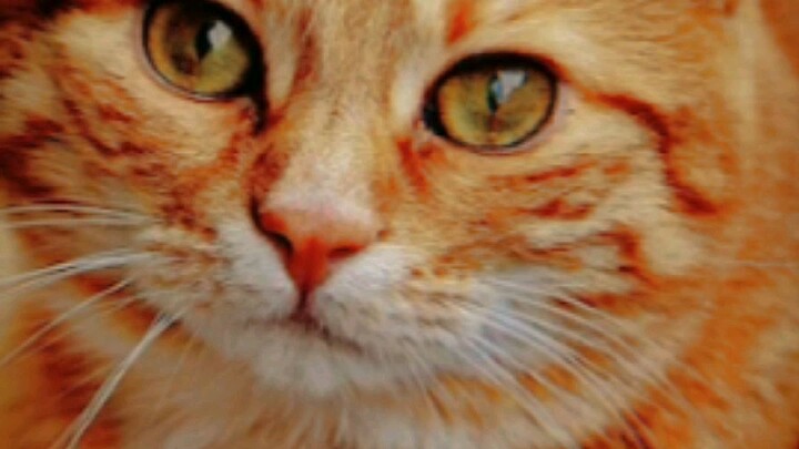 tết đến cân rồi bạn ơi!!