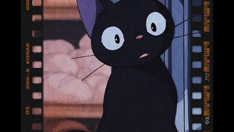kucing hitam lucu