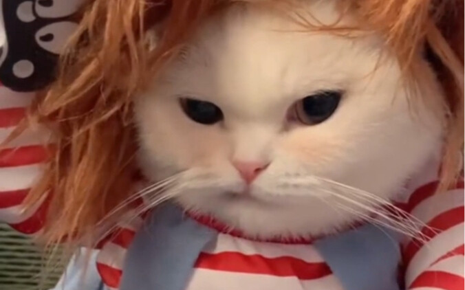 Zhuai: I didn’t mess with any of you.