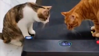 What happens when a cat sees a treadmill for the first time?