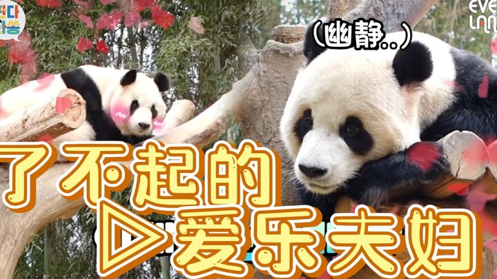 ซับจีน丨แพนด้ามาแล้ว丨230224丨เวลาพบปะของคู่รักไอเล่อจบลงแล้ว ทั้งคู่ก็ค่อยๆ กลับสู่ชีวิตปกติ ขณะที่เหล
