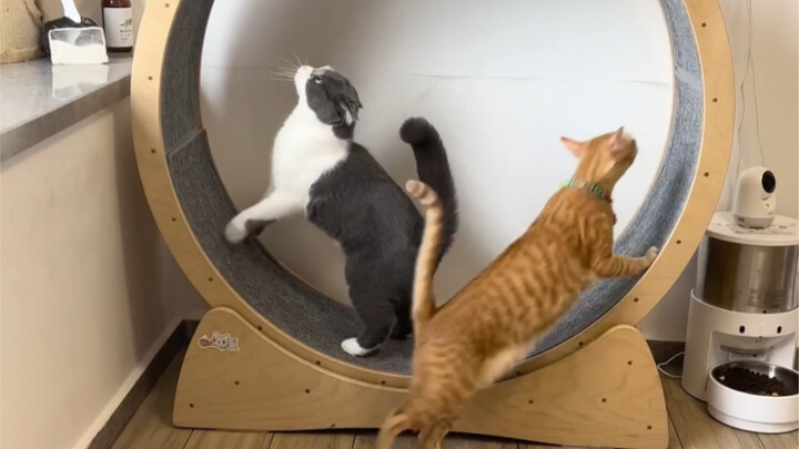 Dua kucing dengan 800 trik