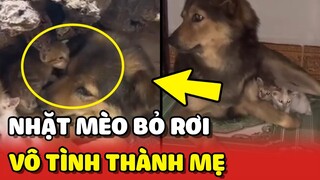 Bé chó vô tình trở thành MẸ vì nhặt phải 2 chú chó bị BỎ RƠI 😂 | Yêu Lu