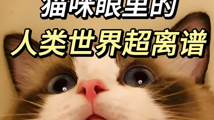Nhà tôi có con mèo hai chân ngày nào cũng uống thuốc độc!