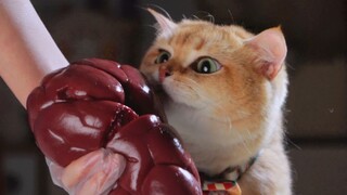 Cats eat Niujie grapes, they are chewy and delicious!