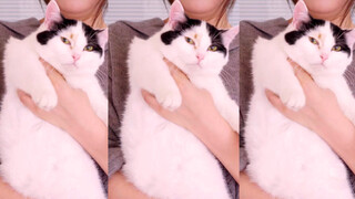 Pet|Cats Shaking Dance
