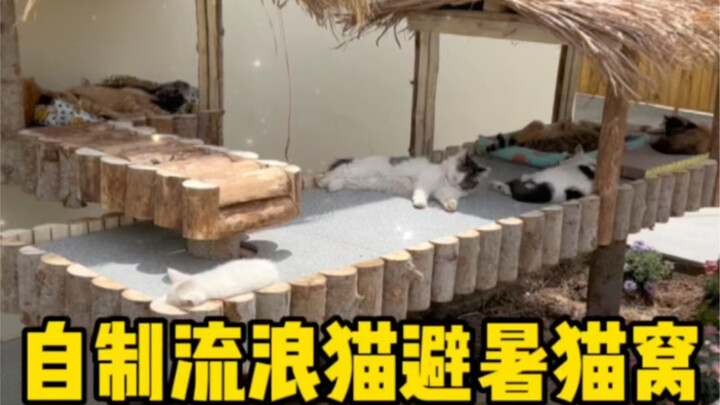 Làm "túi ngủ tránh nóng mùa hè" cho những chú mèo hoang trong viện