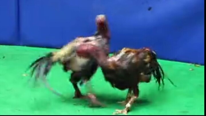 แข่งขันชนไก่