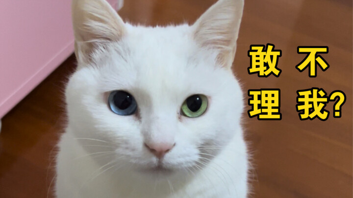 Apa yang akan terjadi kalau kamu sengaja mengabaikan si kucing kecil?