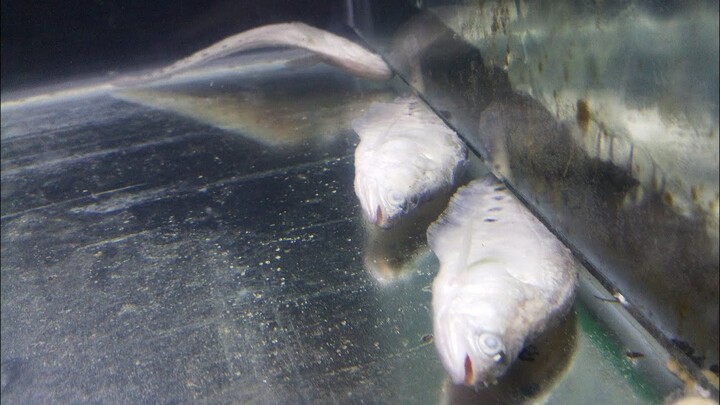 IKAN PREDATOR: BELIDA BANGKOK DAN BELIDA JAWA MATI SEMUA AKIBAT SERANGAN JAMUR