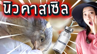 วิธีให้วัคซีนนิวคาสเซิล และหลอดลมอักเสบ EP.248