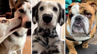 Funny DOGS Compilation! 🐶 Best DOGGOS Ever! 🐶