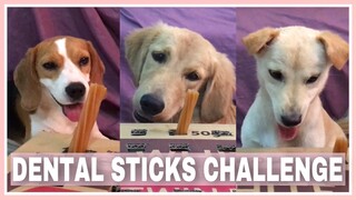 DENTAL STICKS (AND CARROT) CHALLENGE |  Golden Retriever, Beagle and Aspin | Philippines