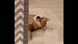 Tổng hợp khoảnh khắc hài hước của chó Shiba