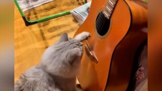 Food for the soul - Cat Videos 02