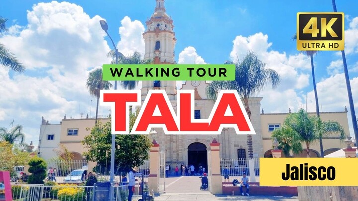 You have to come to Tala! The Hidden Heart of Jalisco 💚🇲🇽 | 4K Walking Tour |
