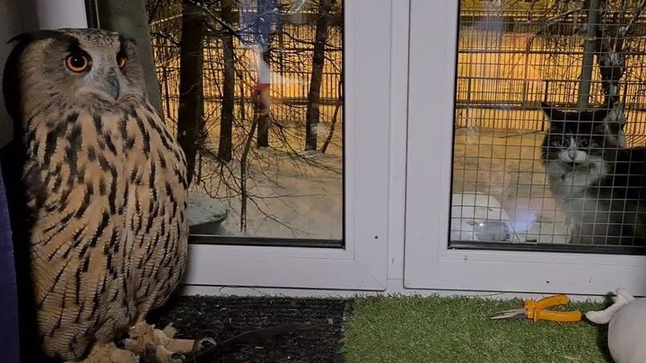 แมว: แม่ นกฮูกไม่ให้หนูเข้าบ้าน!