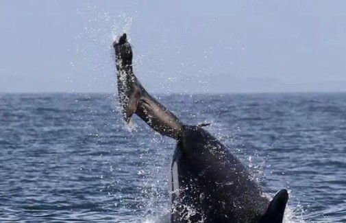 The Mafia of the Seas—Killer Whales