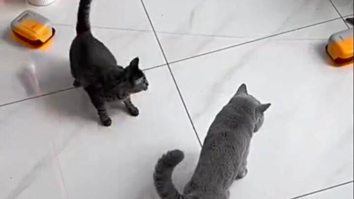 Cat CPU is overloaded