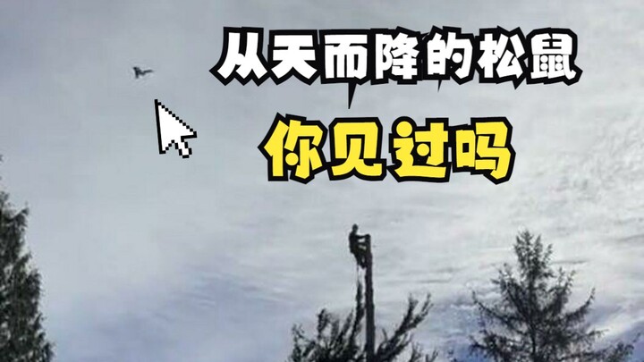 松鼠被迫从高空中飞下来！