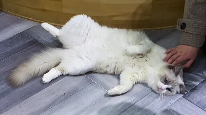 Shocking! The cat litter box actually spins!