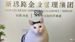 【Cat meme】When a company goes bankrupt, the accountant's reaction