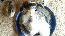 pobreng Manok..golden boy