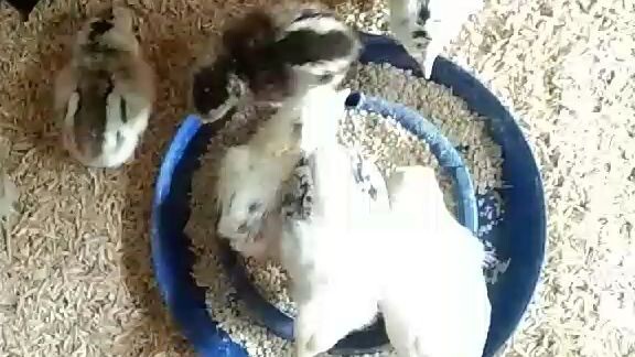 pobreng Manok..golden boy
