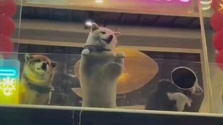 Trông đây không giống một cửa hàng chó đàng hoàng chút nào!