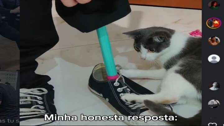 Esse Koala está de sacanagem