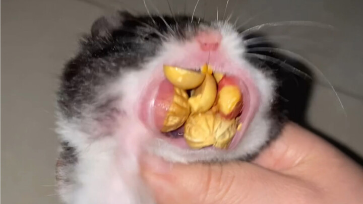 It gave me food, freedom, and a bleak life for rats. But breaking out of prison and stealing peanuts