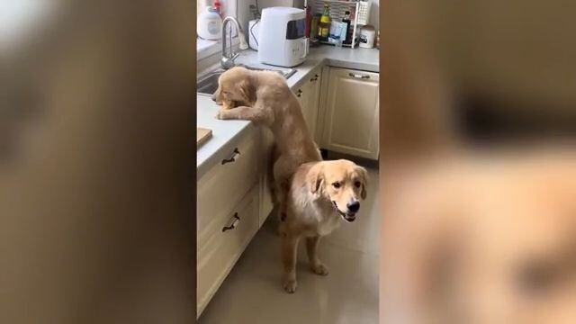 Try Not To Laugh: Ultimate Cats & Dogs Compilation 😂