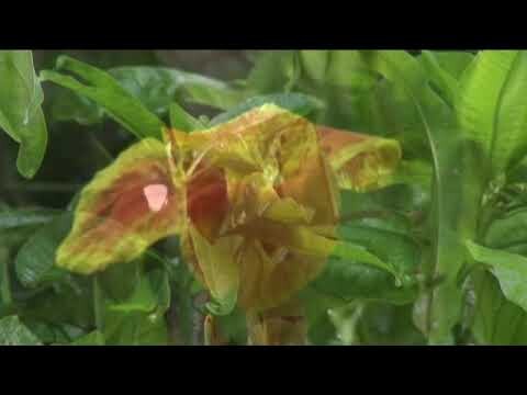 VICTOR WOOD ORIGINAL PIANO MEDITATION COMPOSED BY VICTOR WOOD COPYRIGHTED
