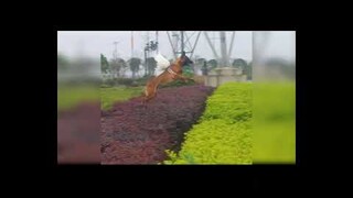 dog's make me laugh everyday 🥰 | Dog lifestyle