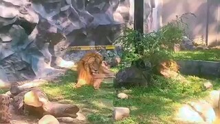 The new Manila Zoo